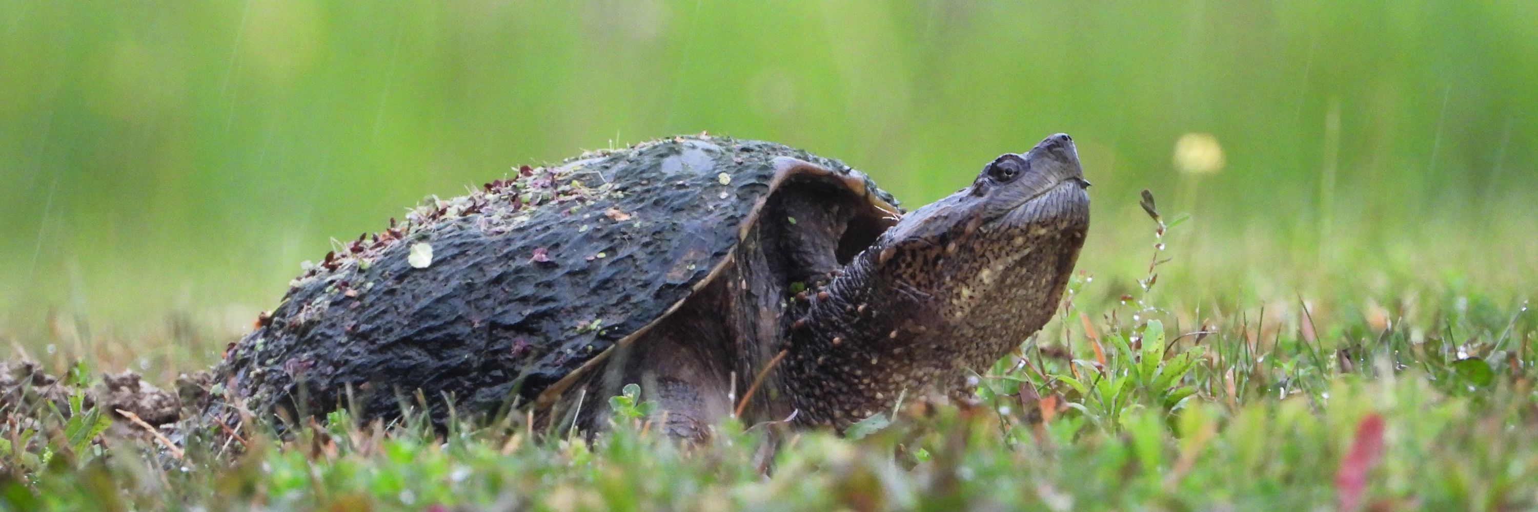 Tharusha Wijewardena 🐢