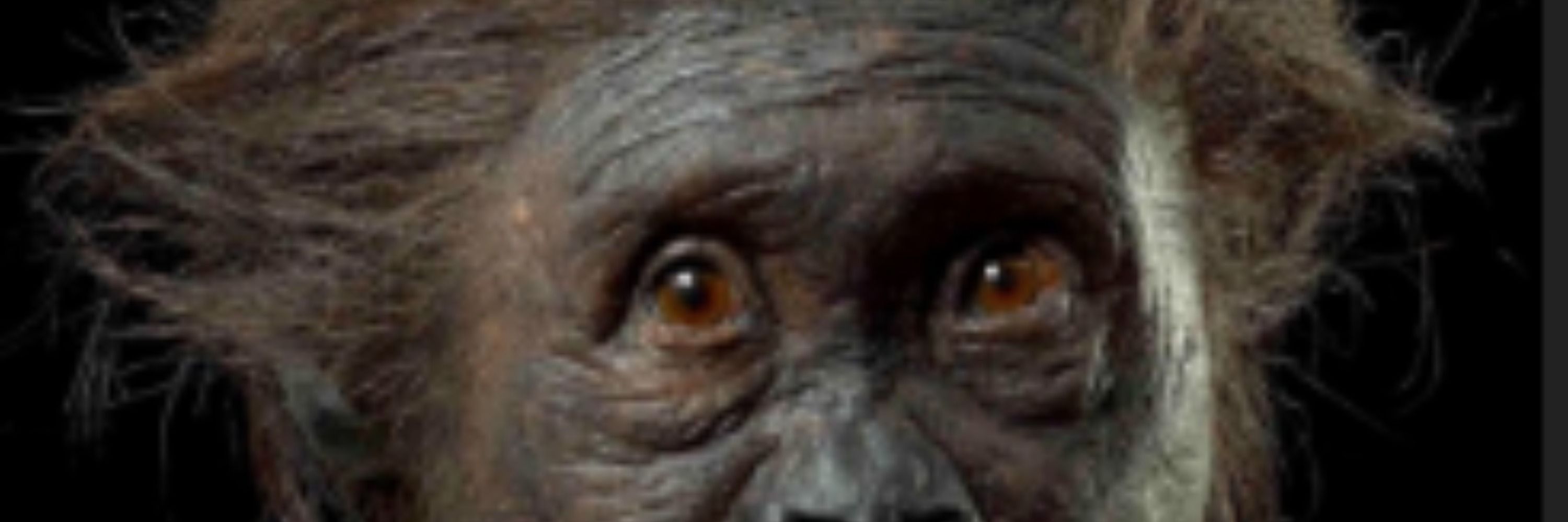 Australopitaco