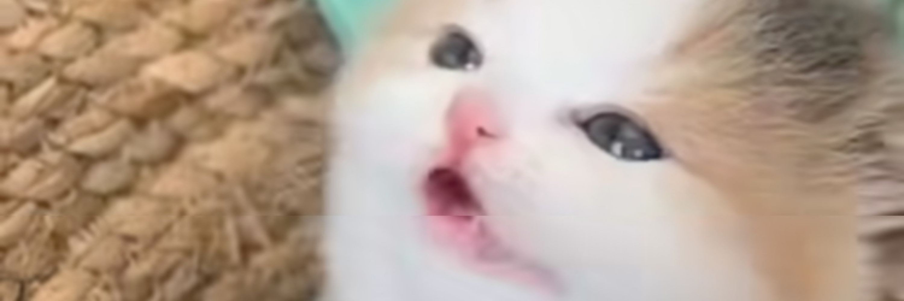 ふとしChannel