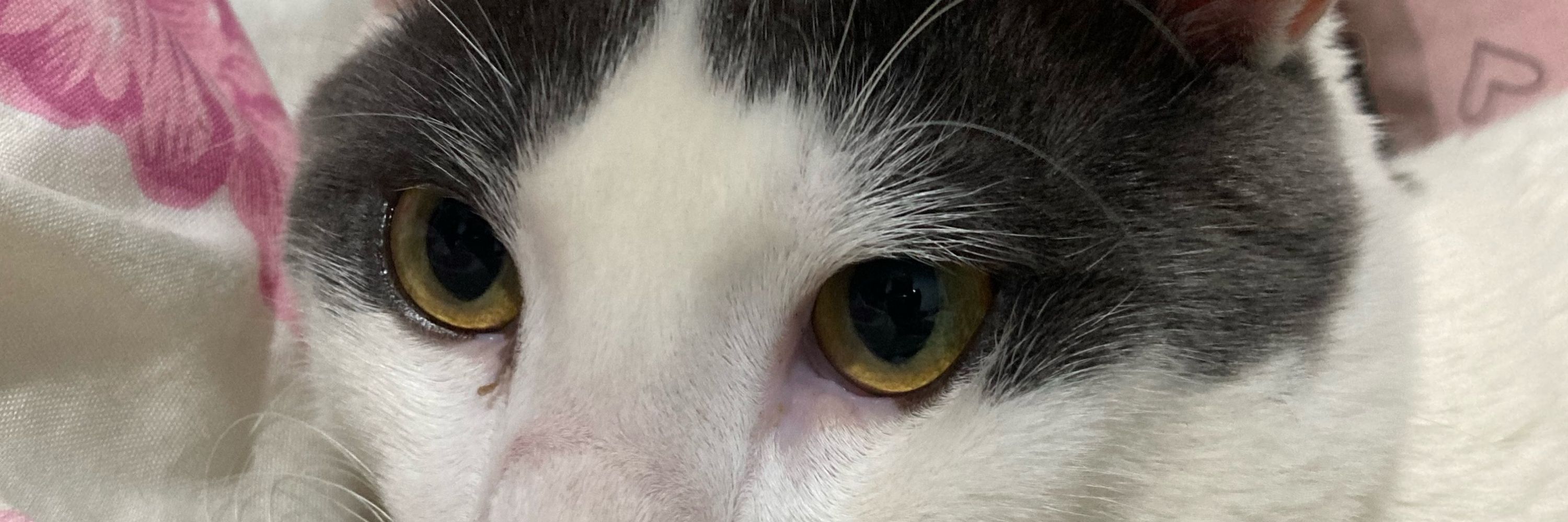 maju 