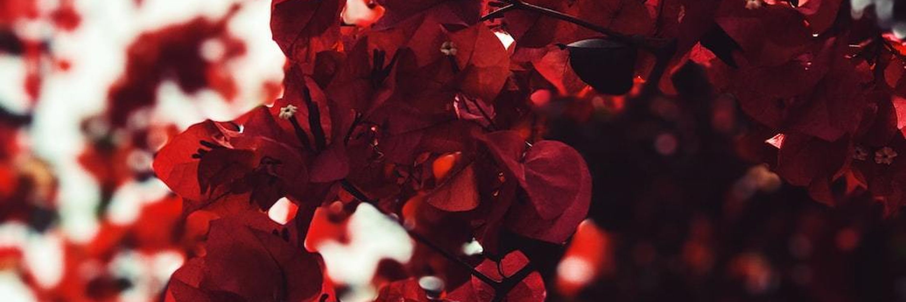 Vanessa 🌹 is Writing!