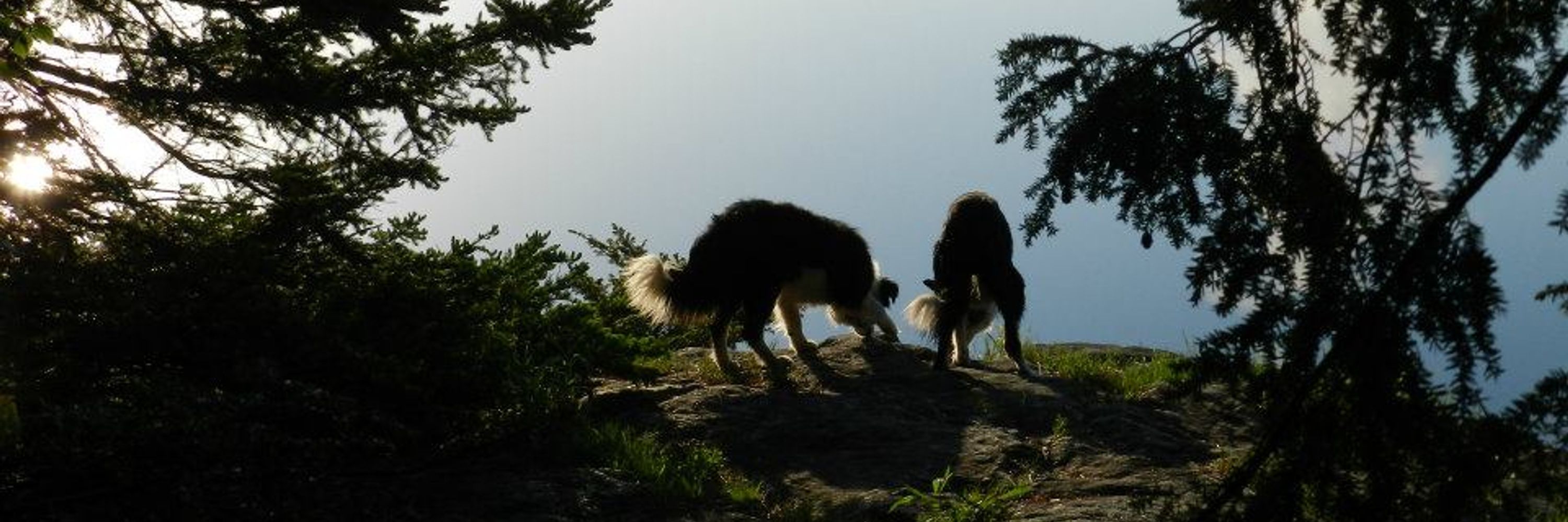 Sheepscot Border Collies