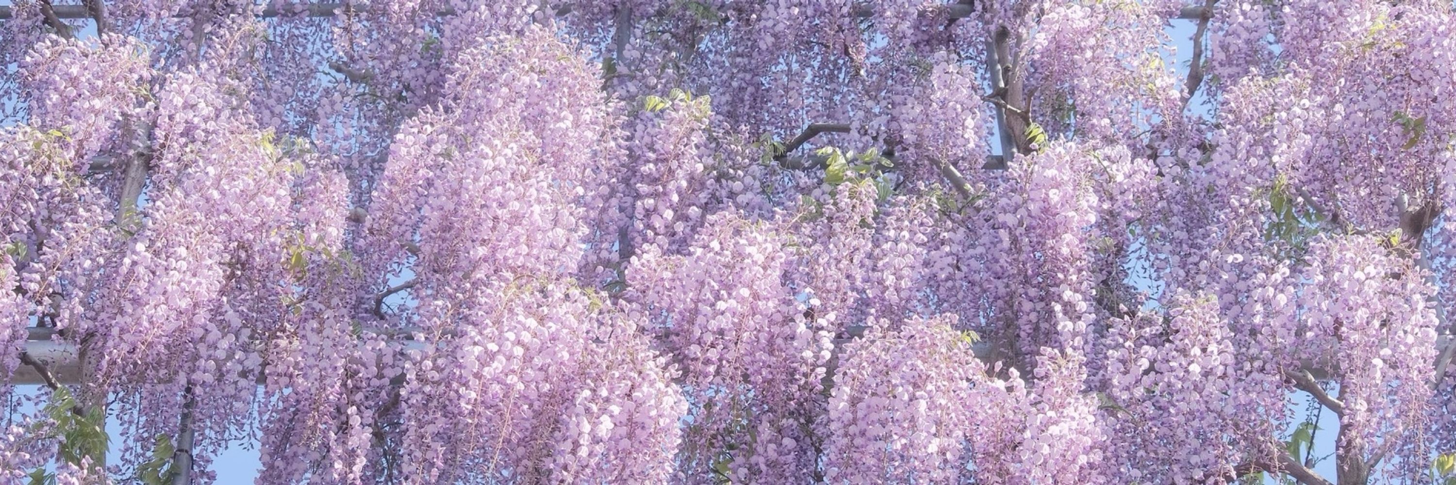 ゆず