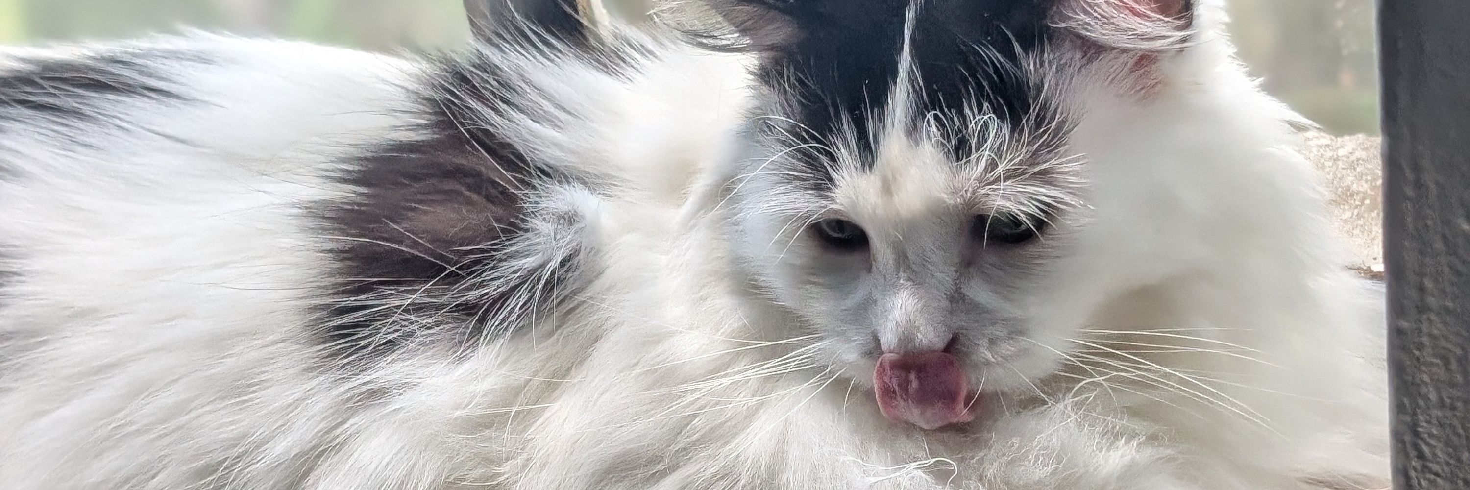 ☕️Purr-Over🐈‍⬛