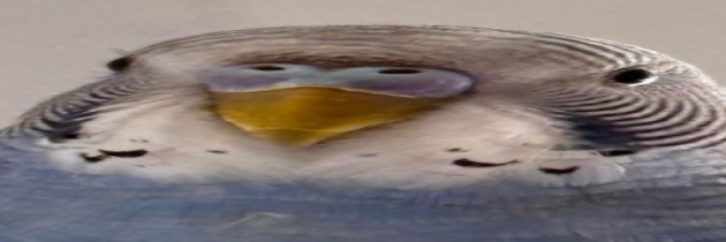An artsy bird :3