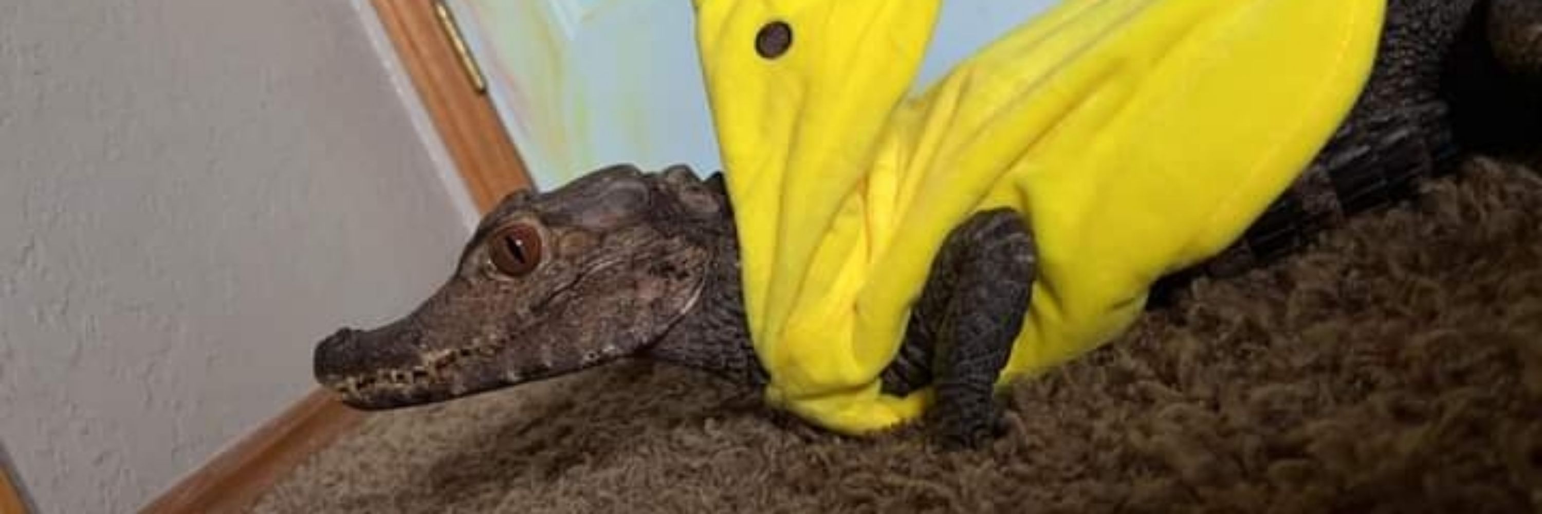 Kottito The Gecko >:3