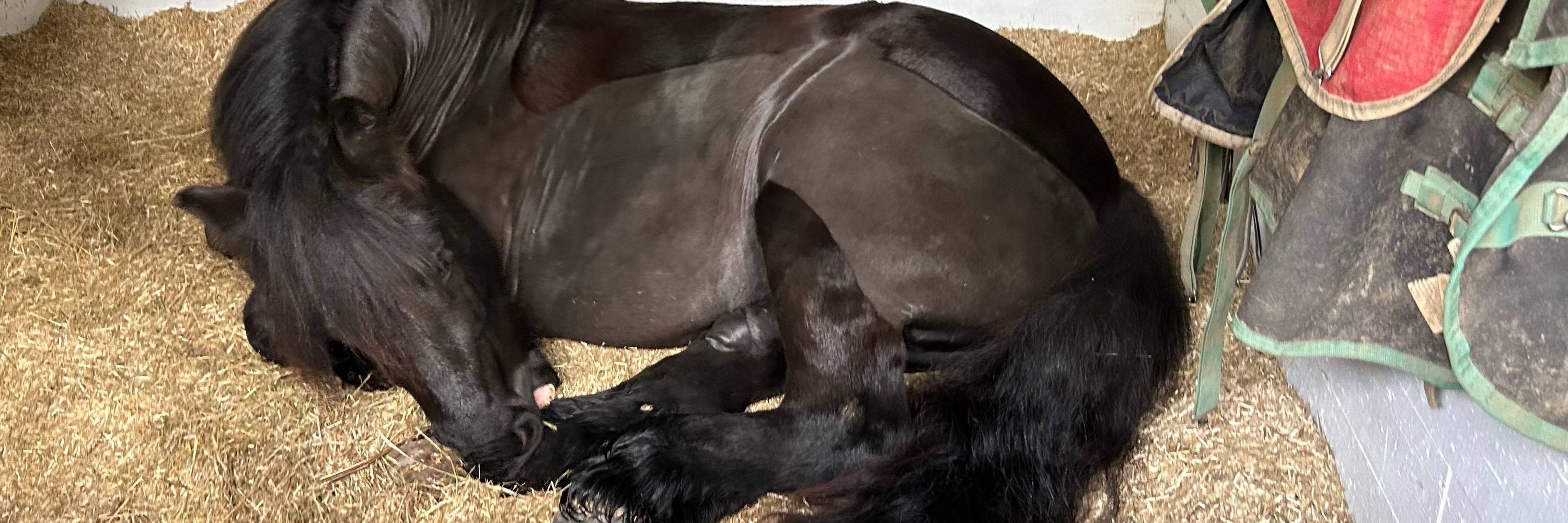 Five piglets and a pony
