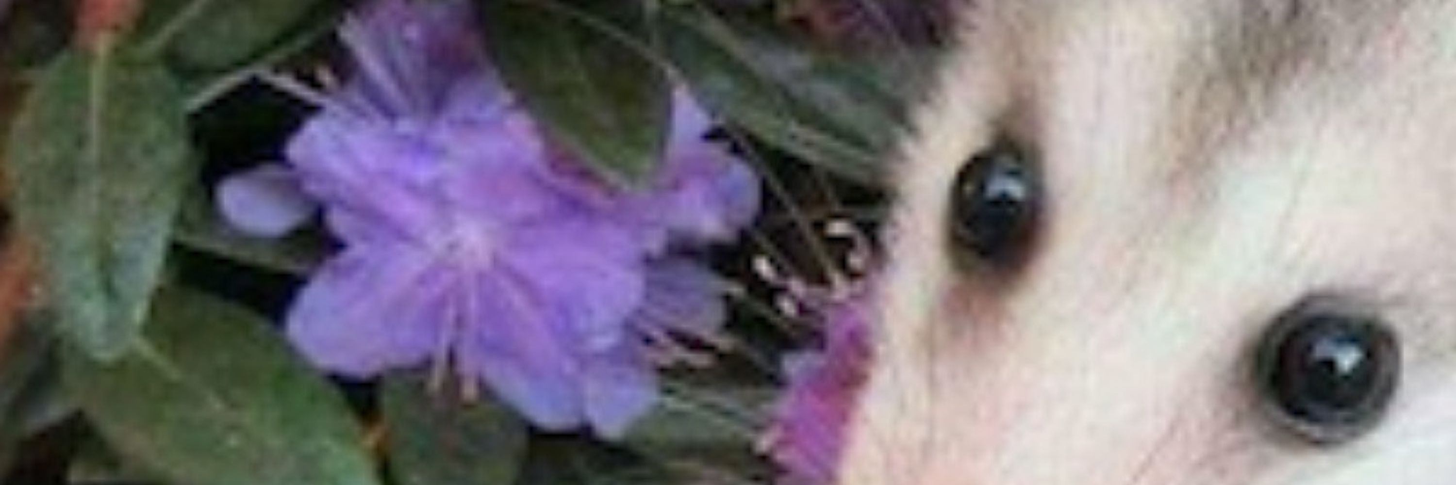 opossum avenger