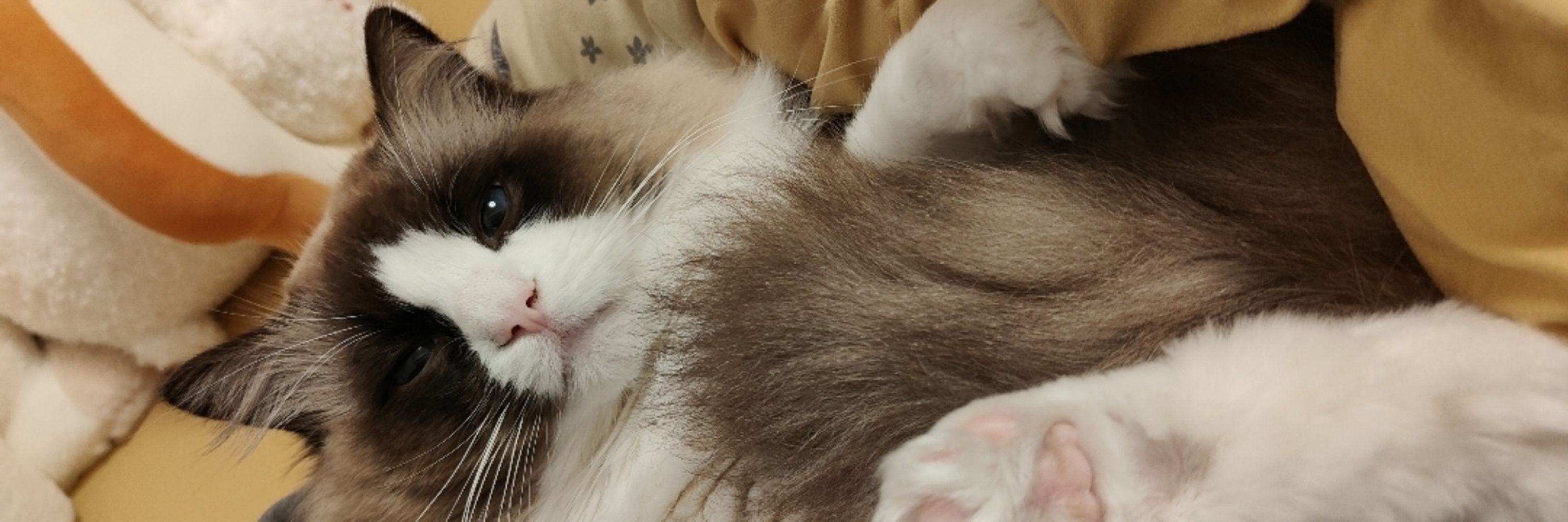 猫羽 心