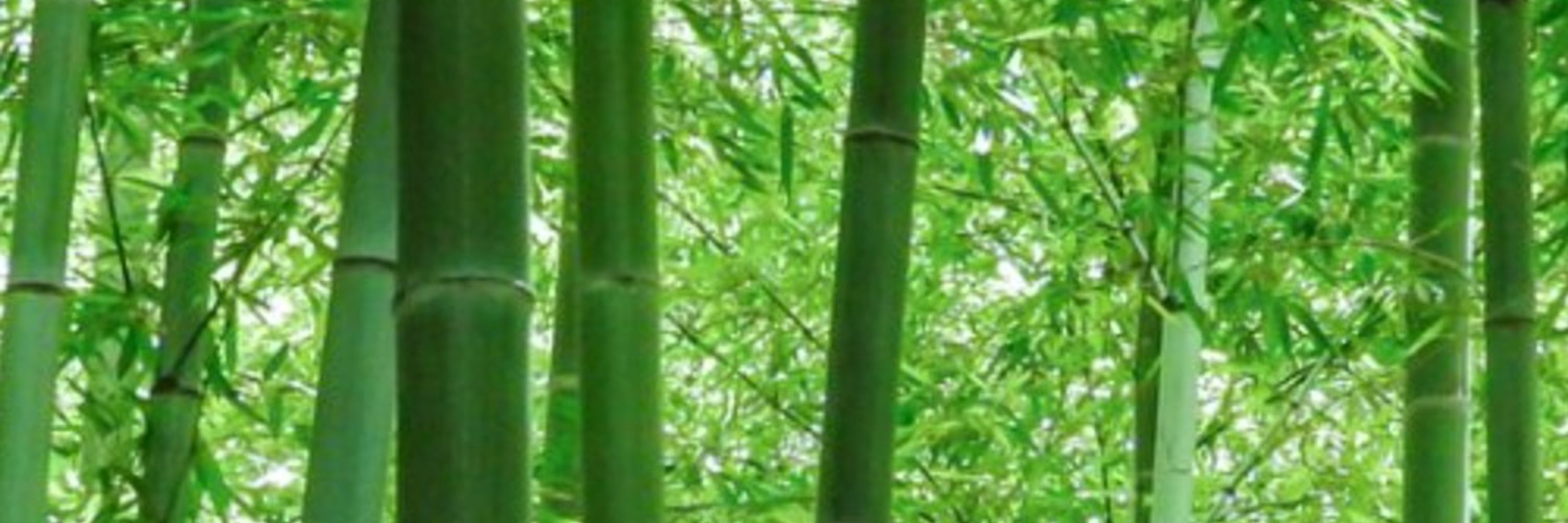道人