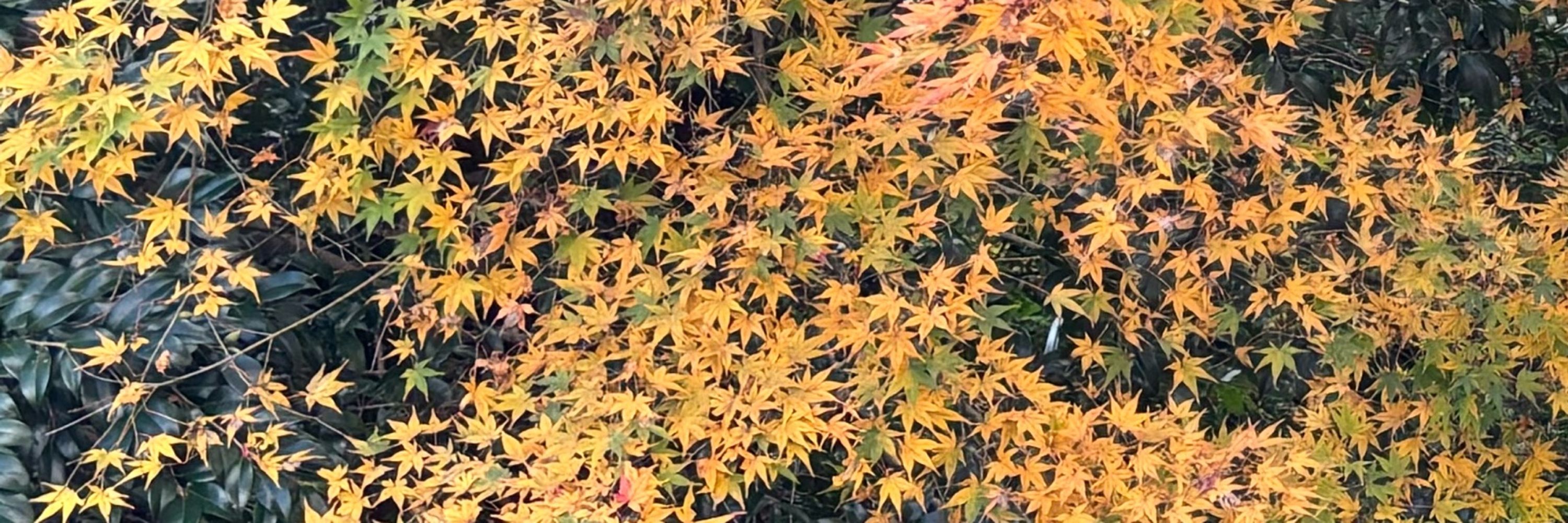 有樽