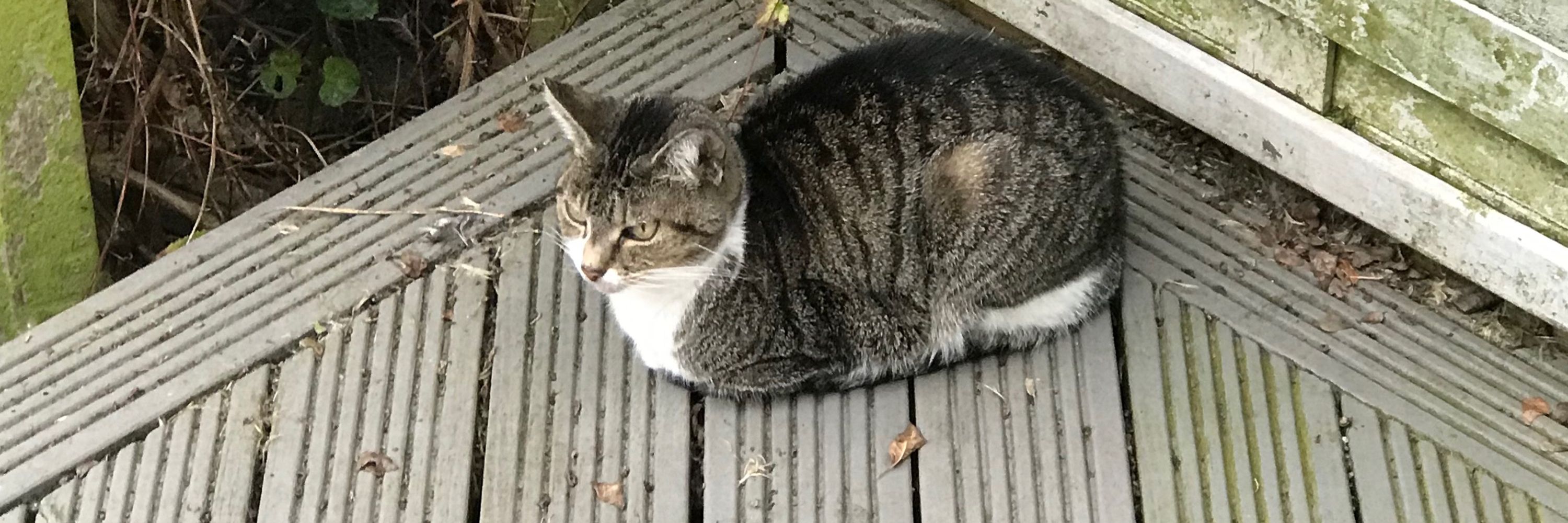 Cassandra