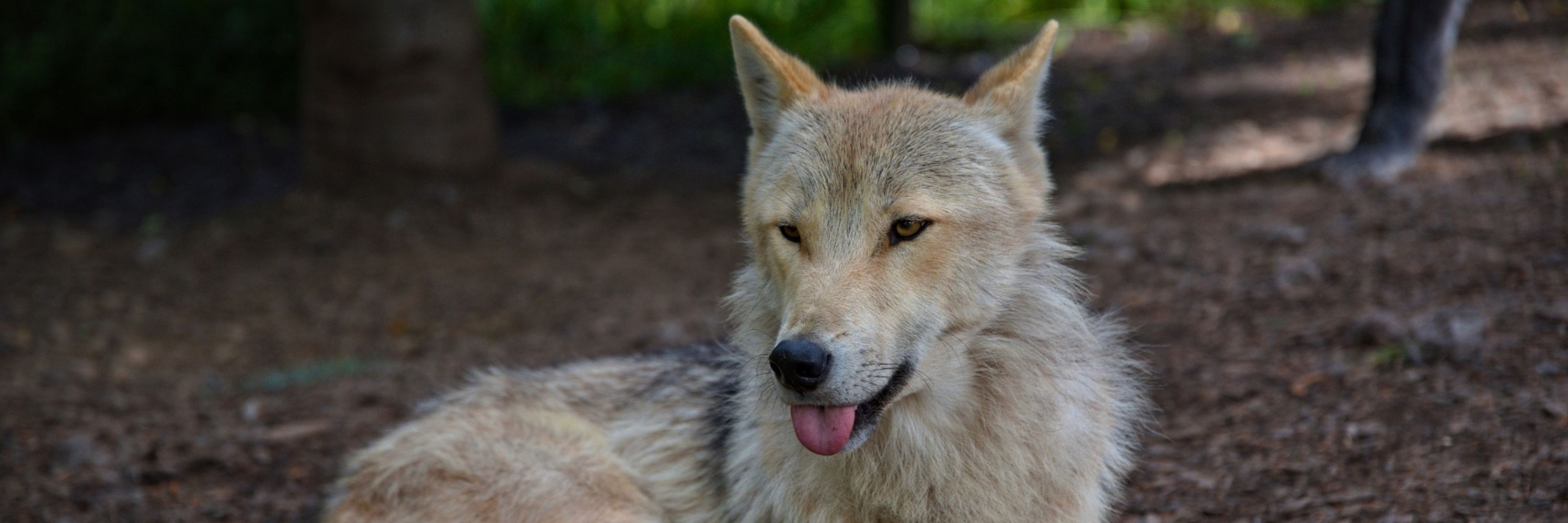 🐺 RhynWolf 🐺