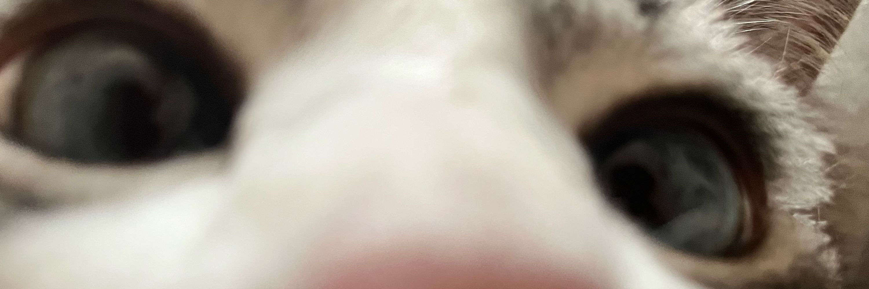 Eckri
