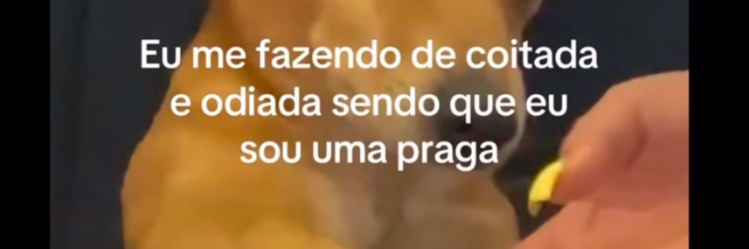 The Ribeiro