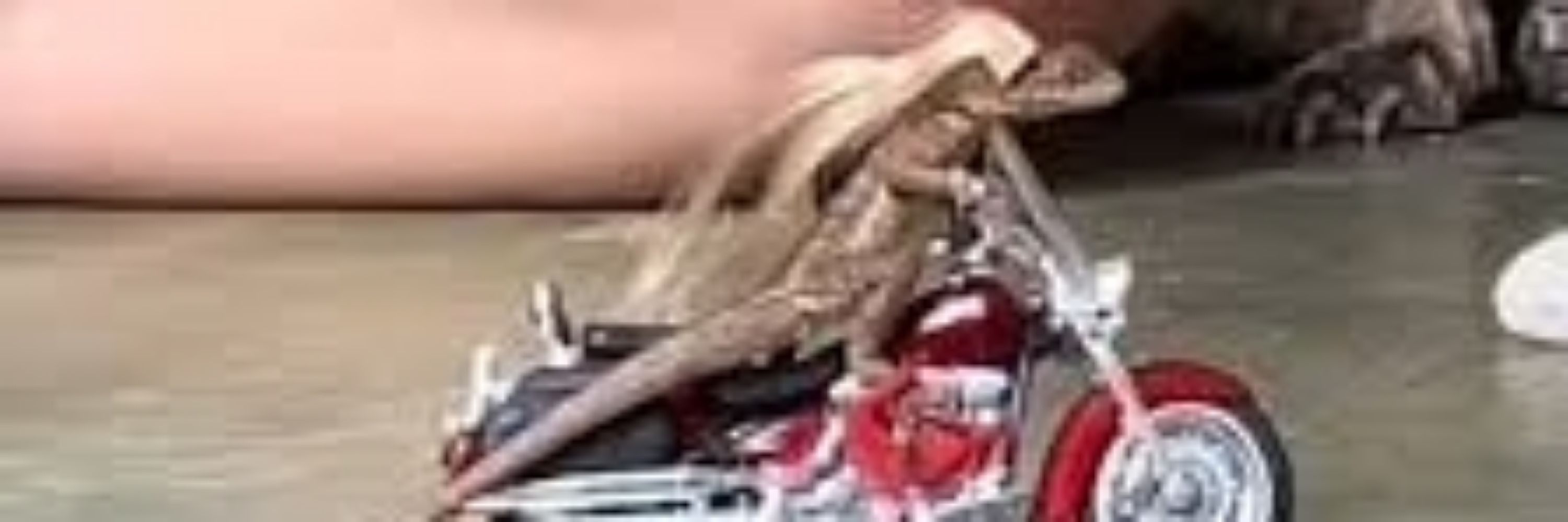 Camis🦎