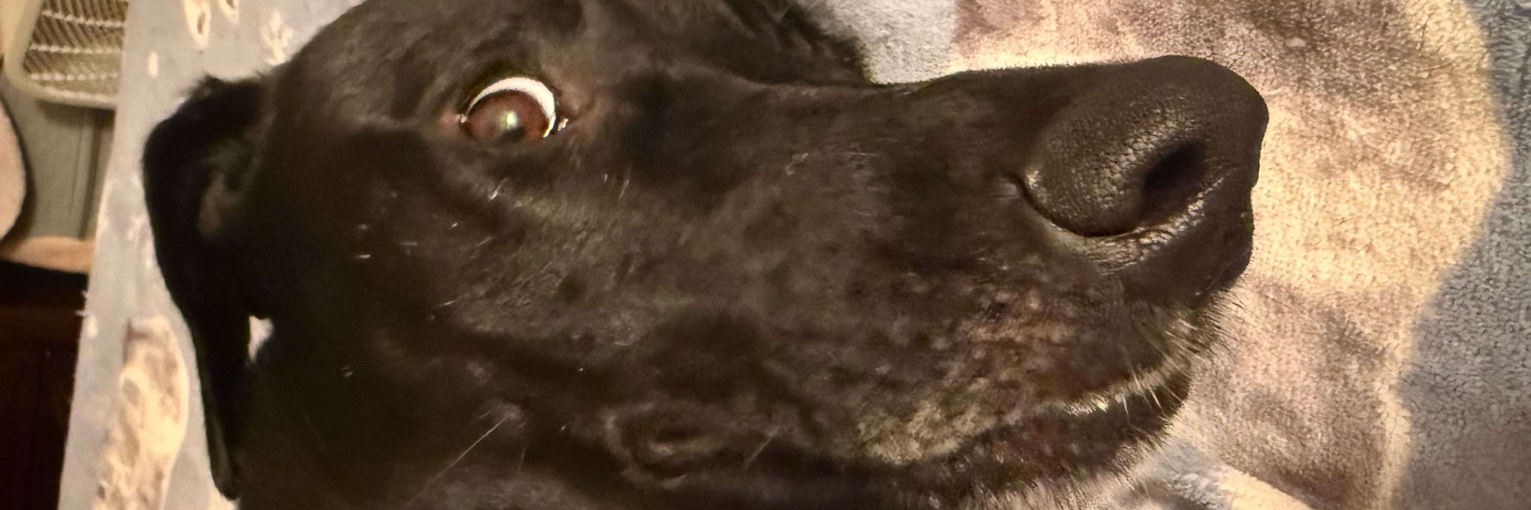 pj