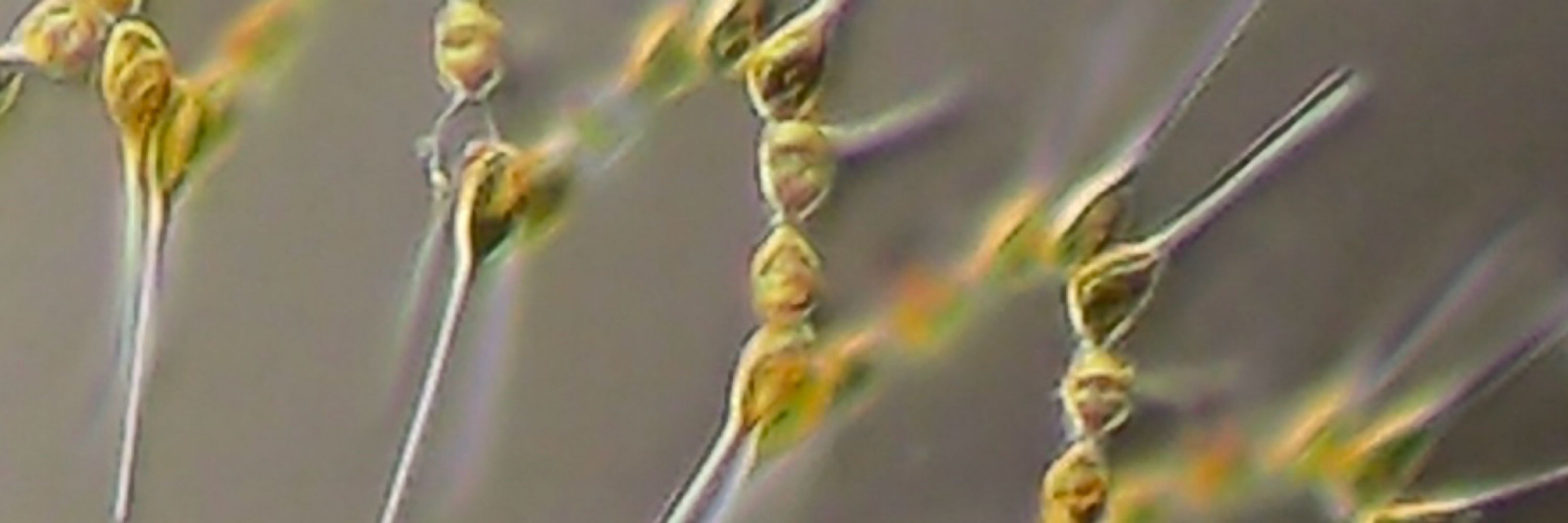 Pacific Plankton