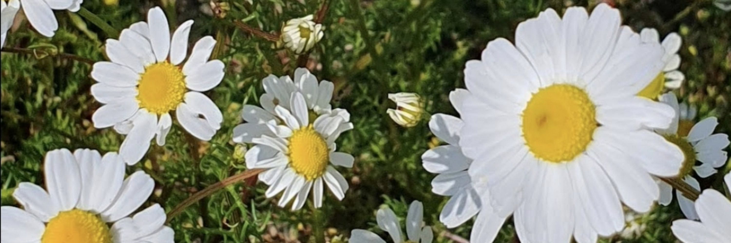 Siyoş