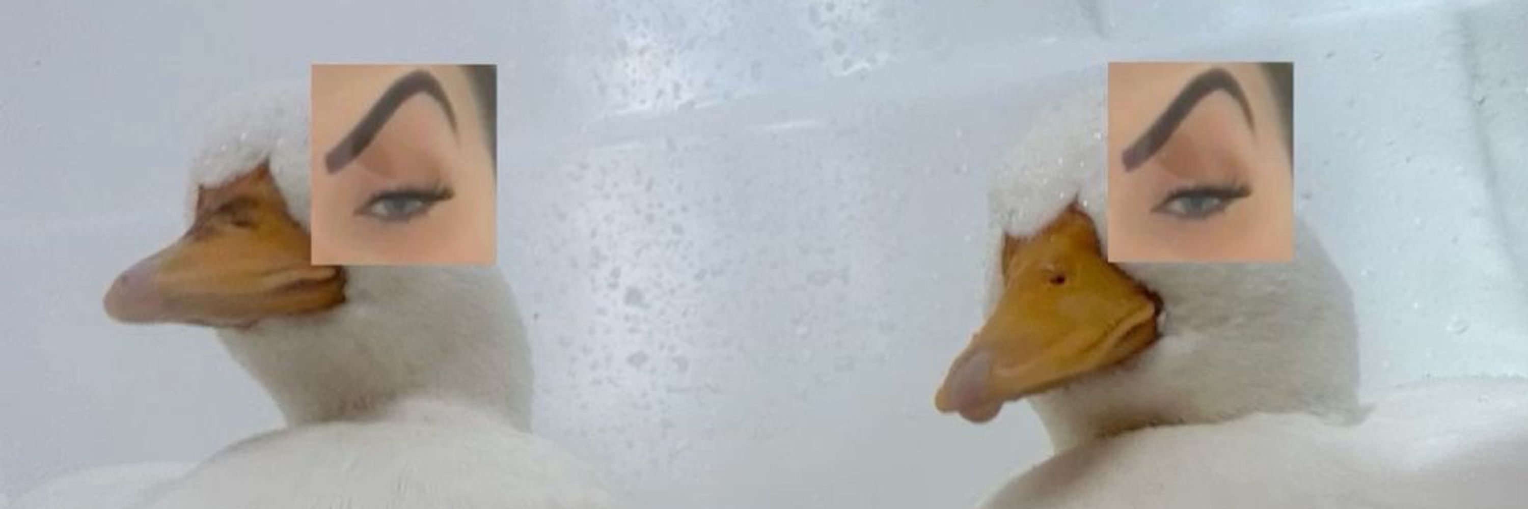 Duck 