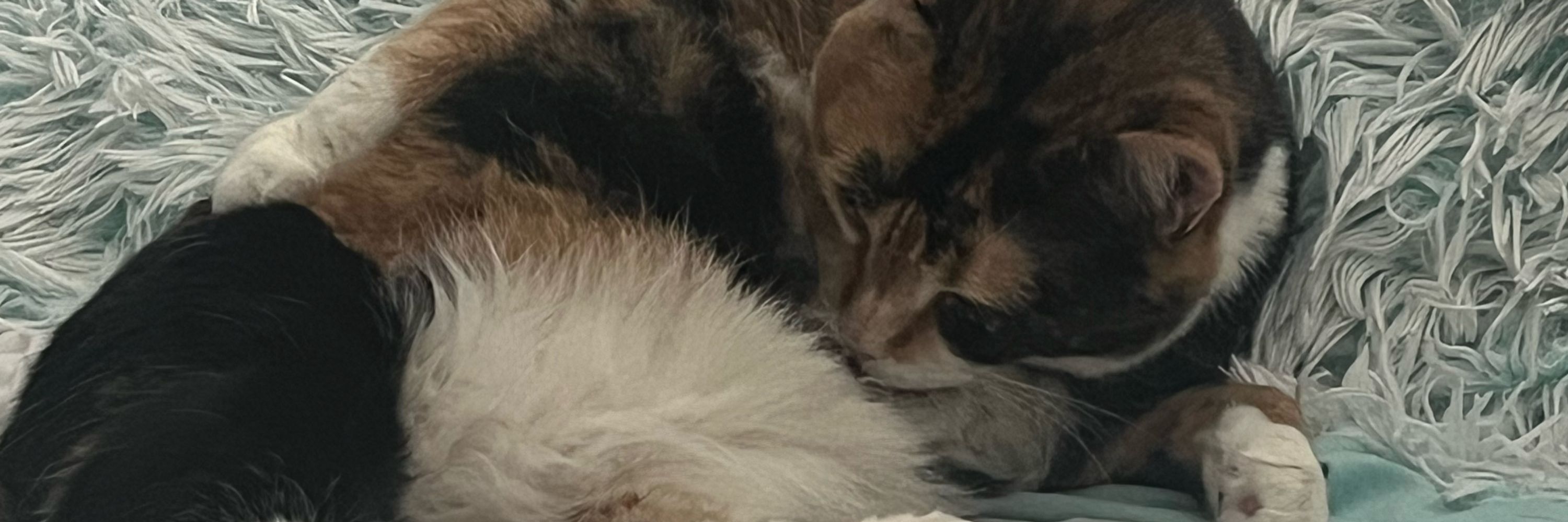 sam