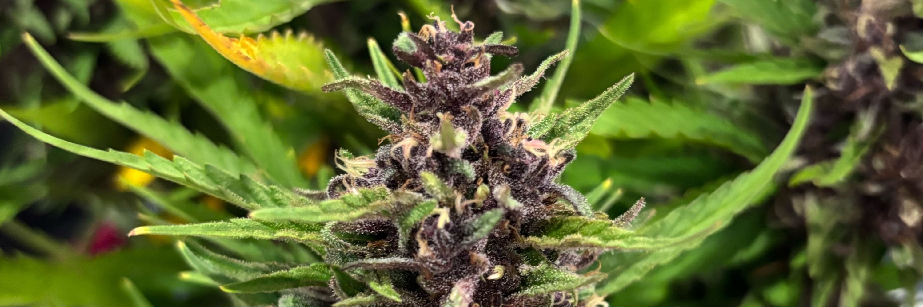Kushtina