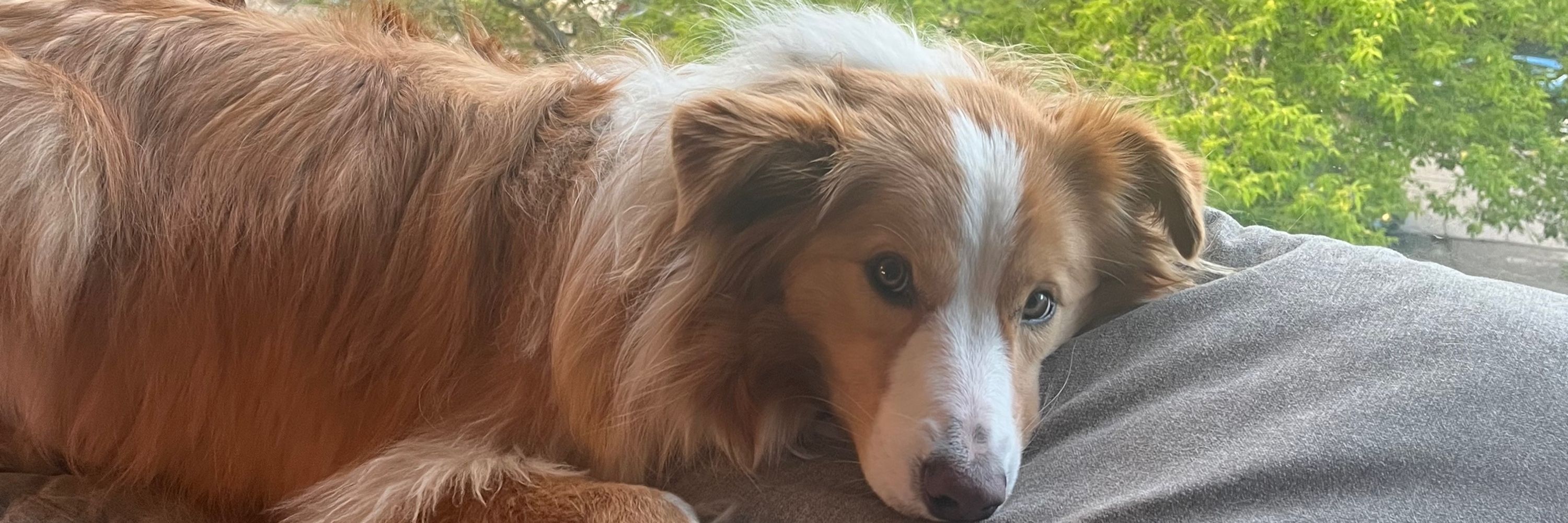 Sophie
