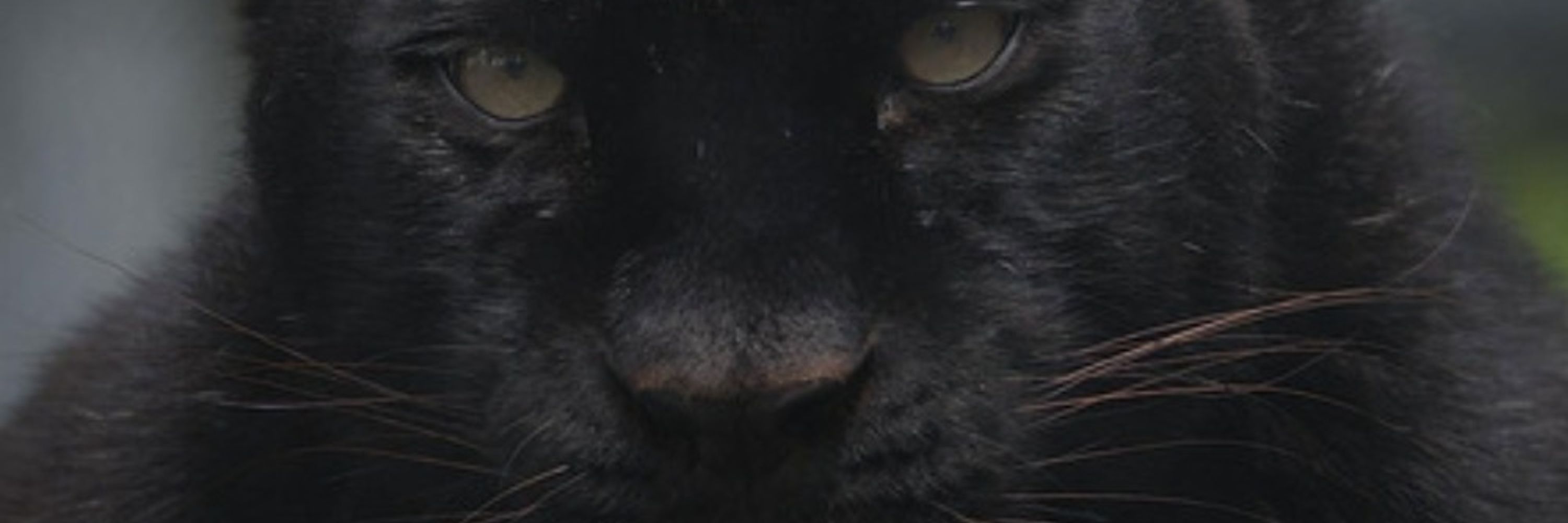 Shadow Panther