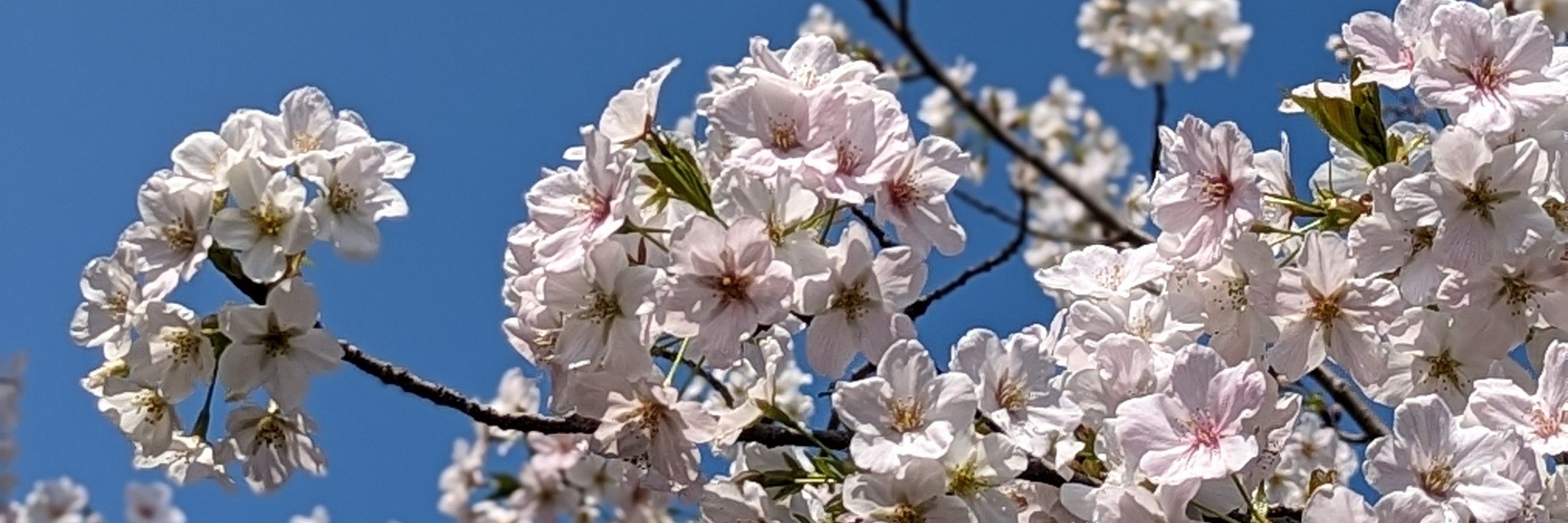 お花見✿