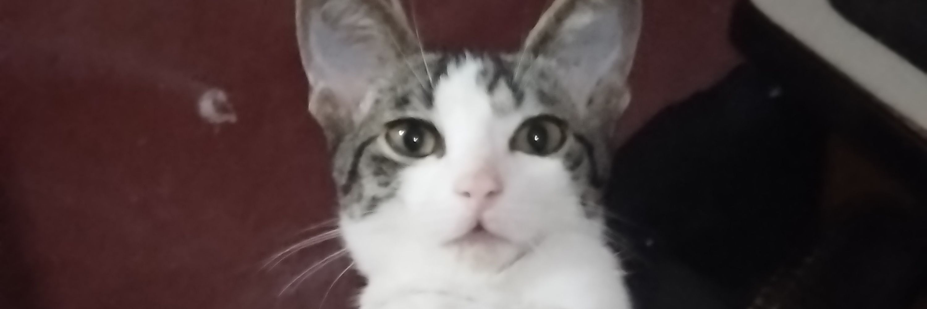 Westherito 