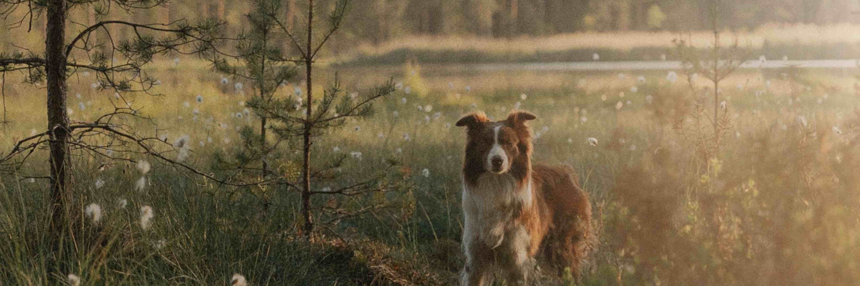 VigiPets.fr