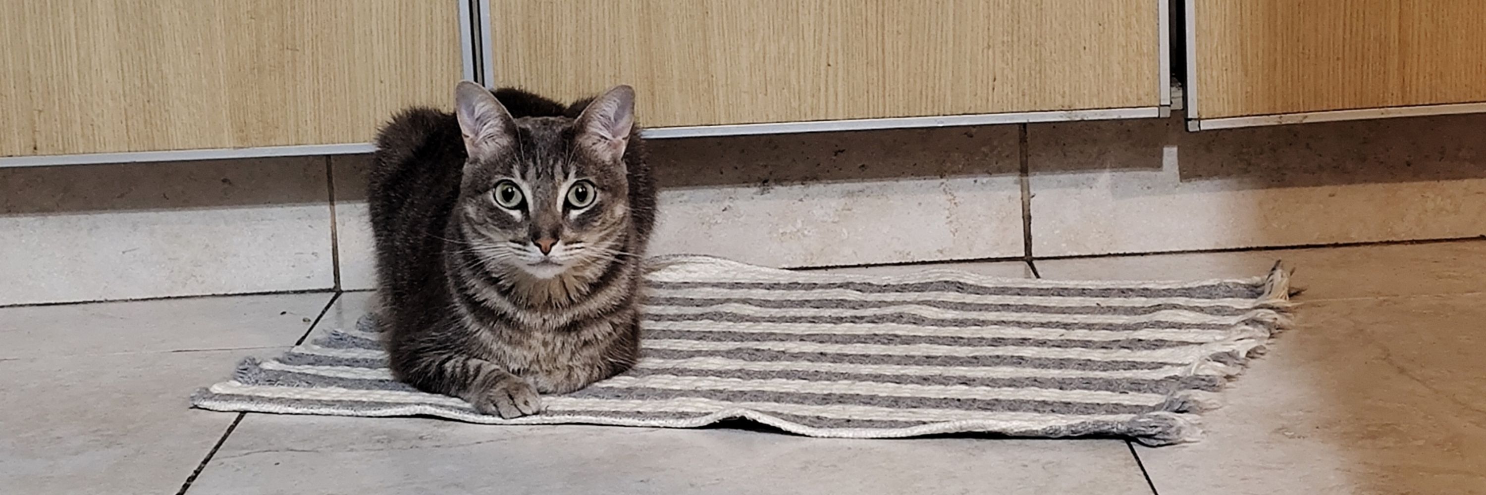 Tatito