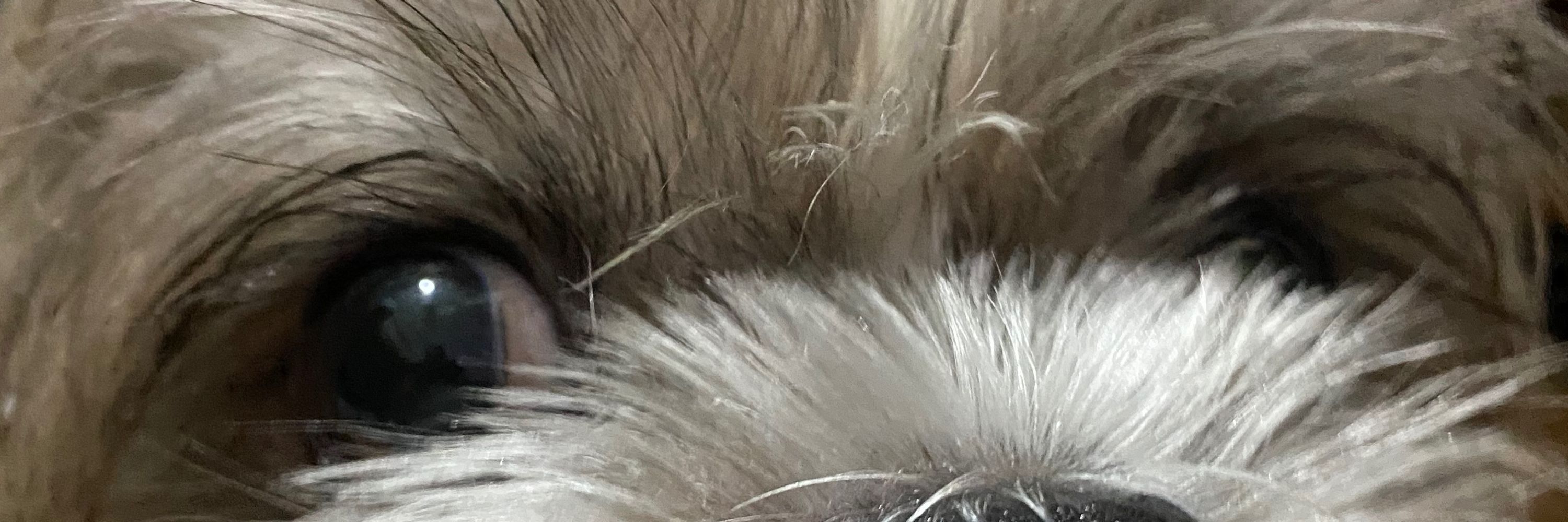 DOGGO