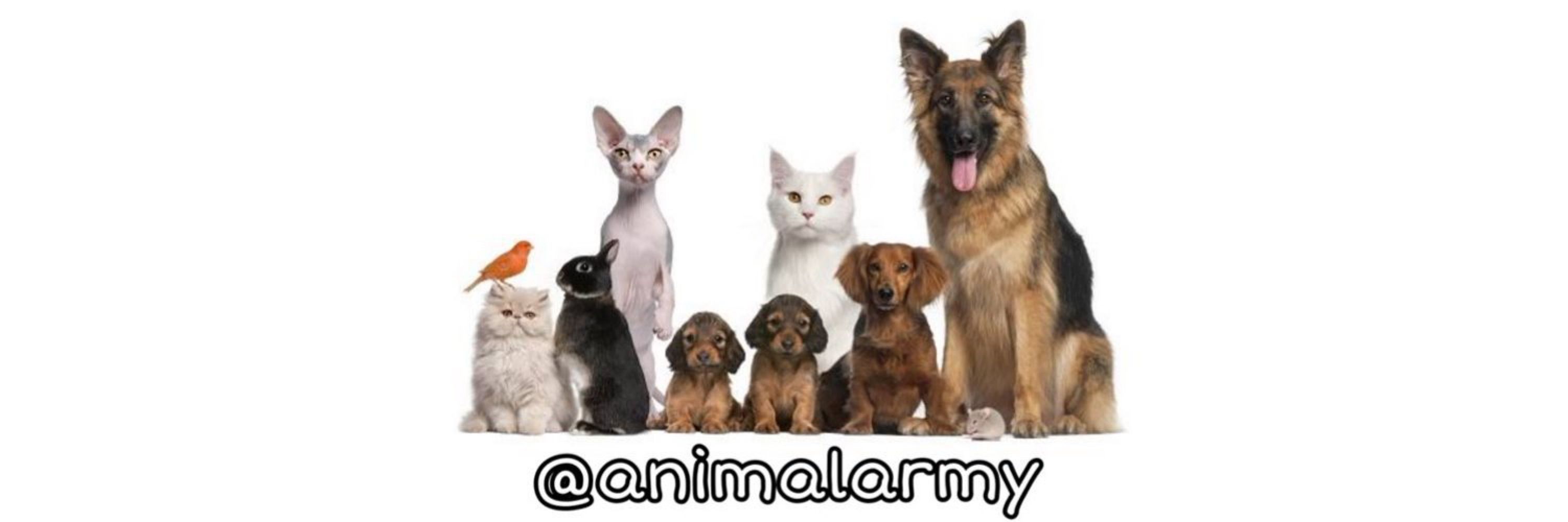 Animal Army 🐶🐱