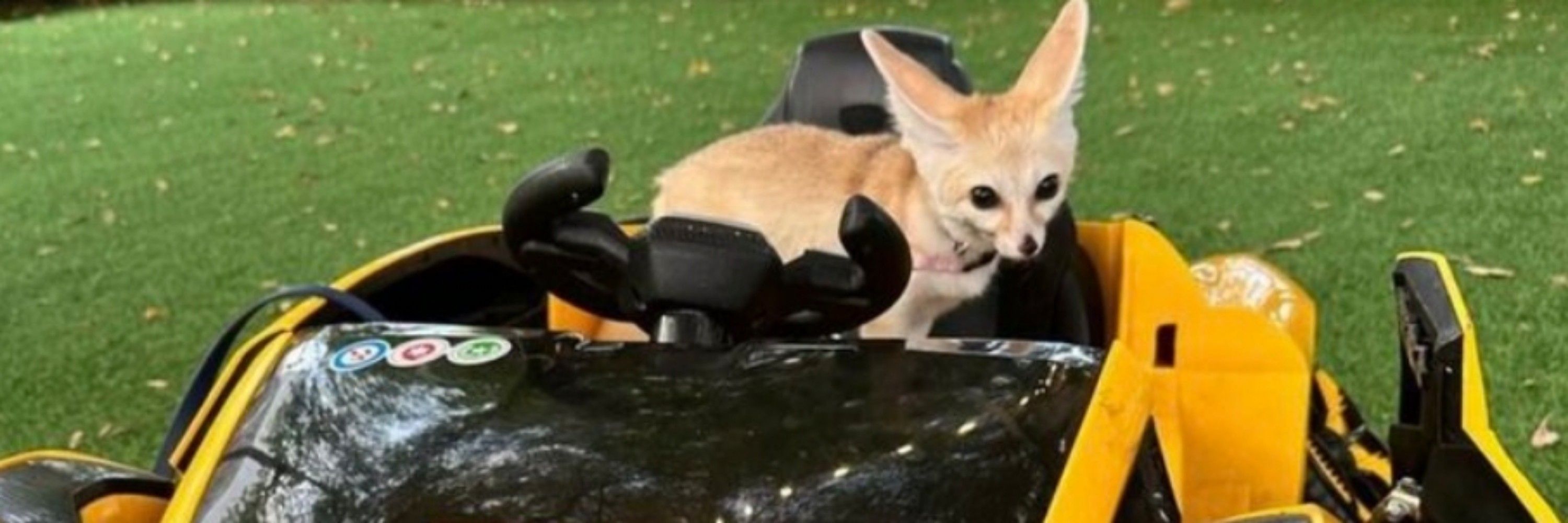 fennecsdev
