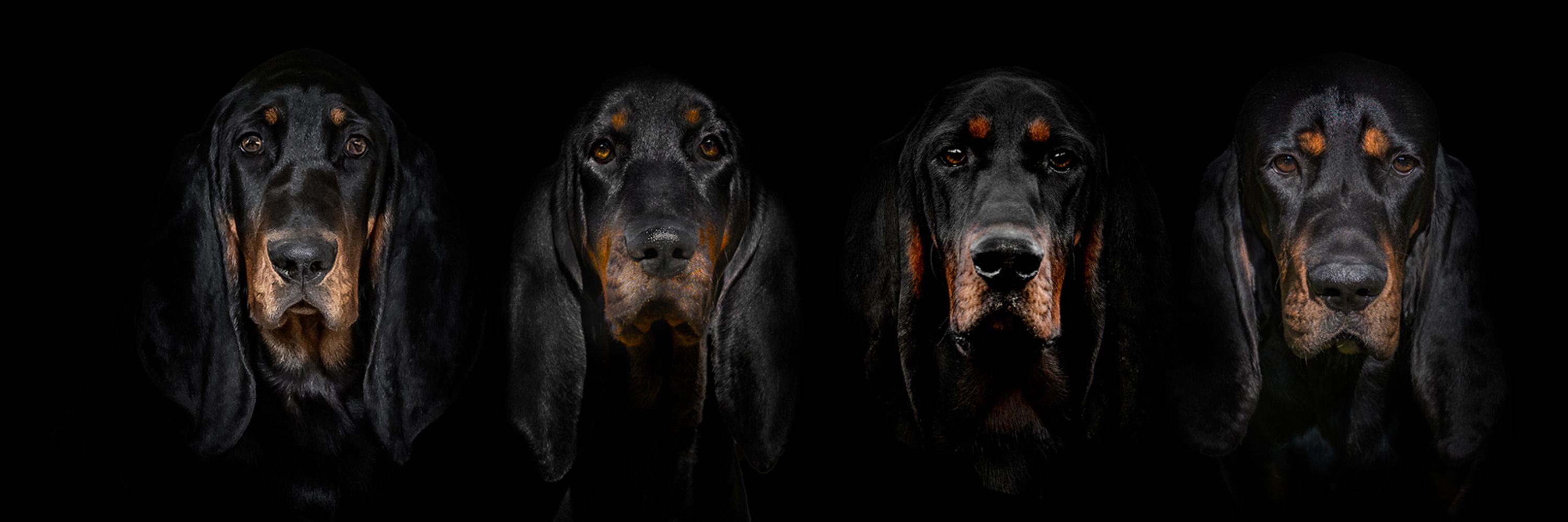 Cunninghams Coonhounds