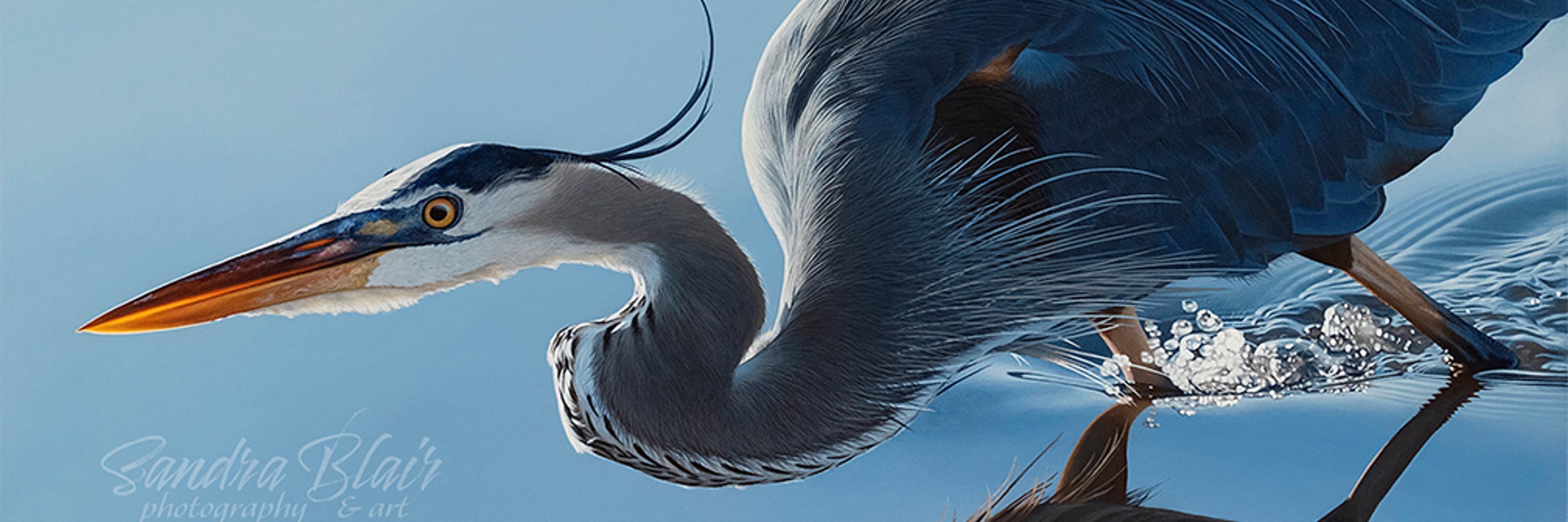 Sandra Blair Art and Photography