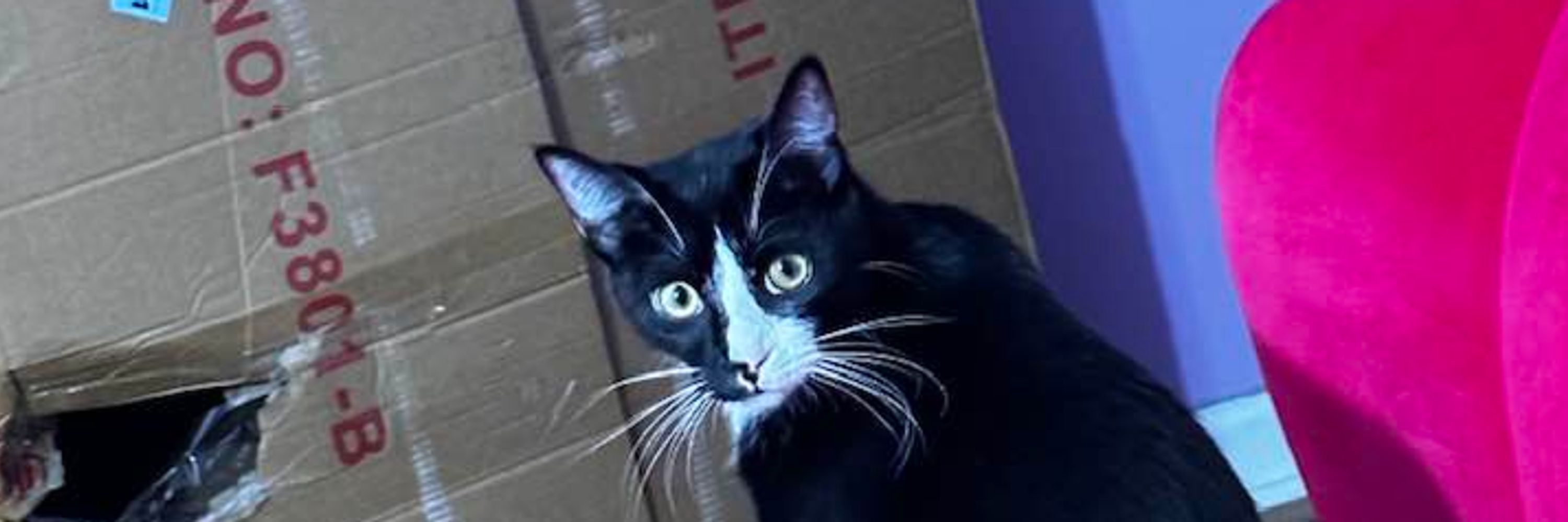 Dylan