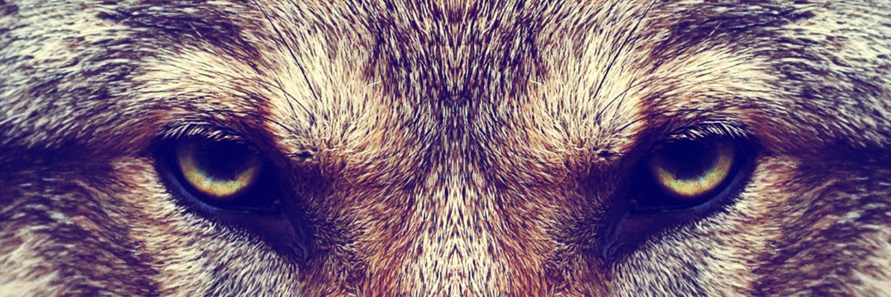AlbertWolf