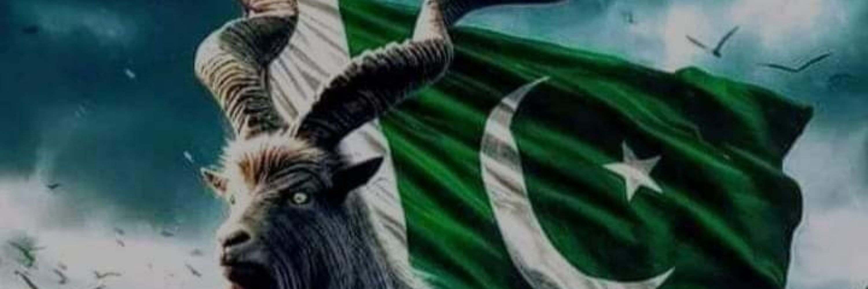 Chaudhary Hassaan Qayyum