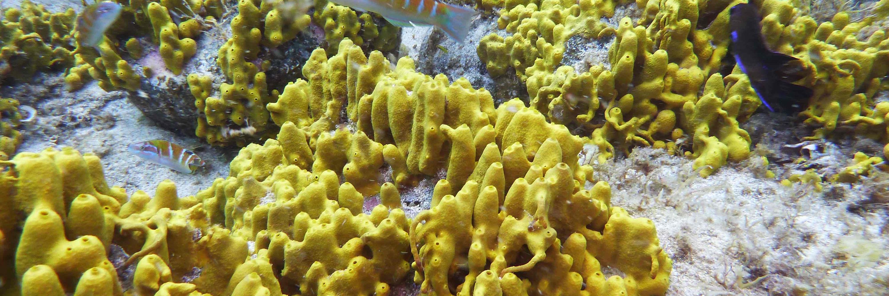 12th World Sponge Conference