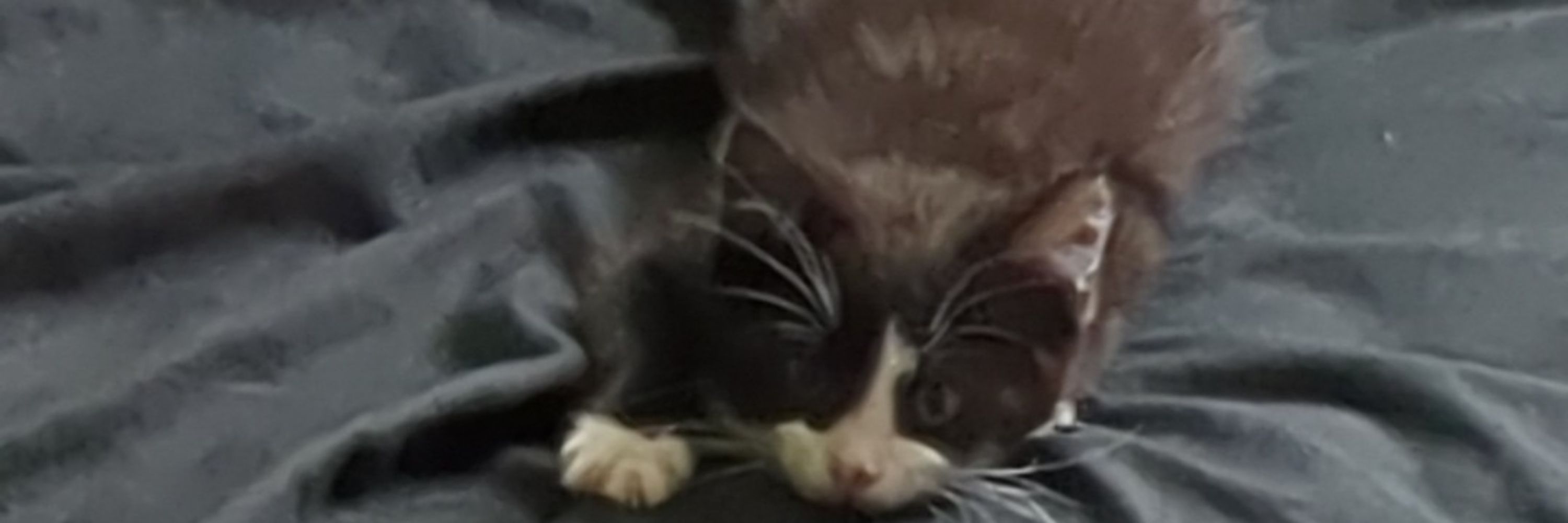 Zelda's emotional support human