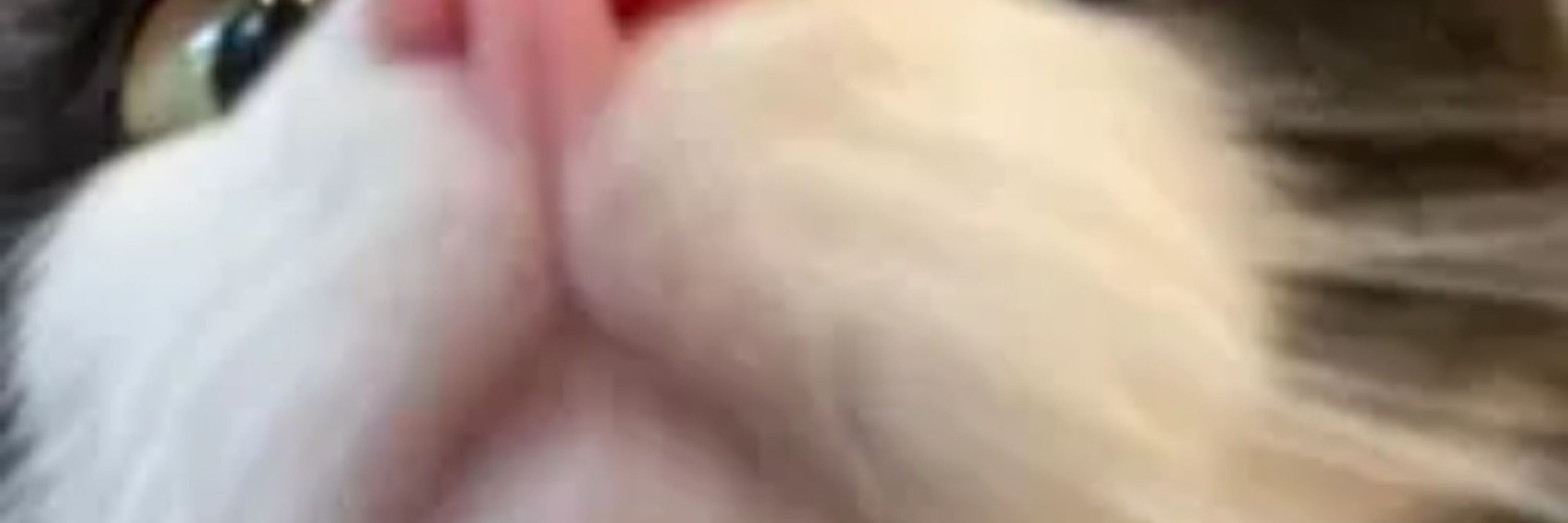 Dom_PK
