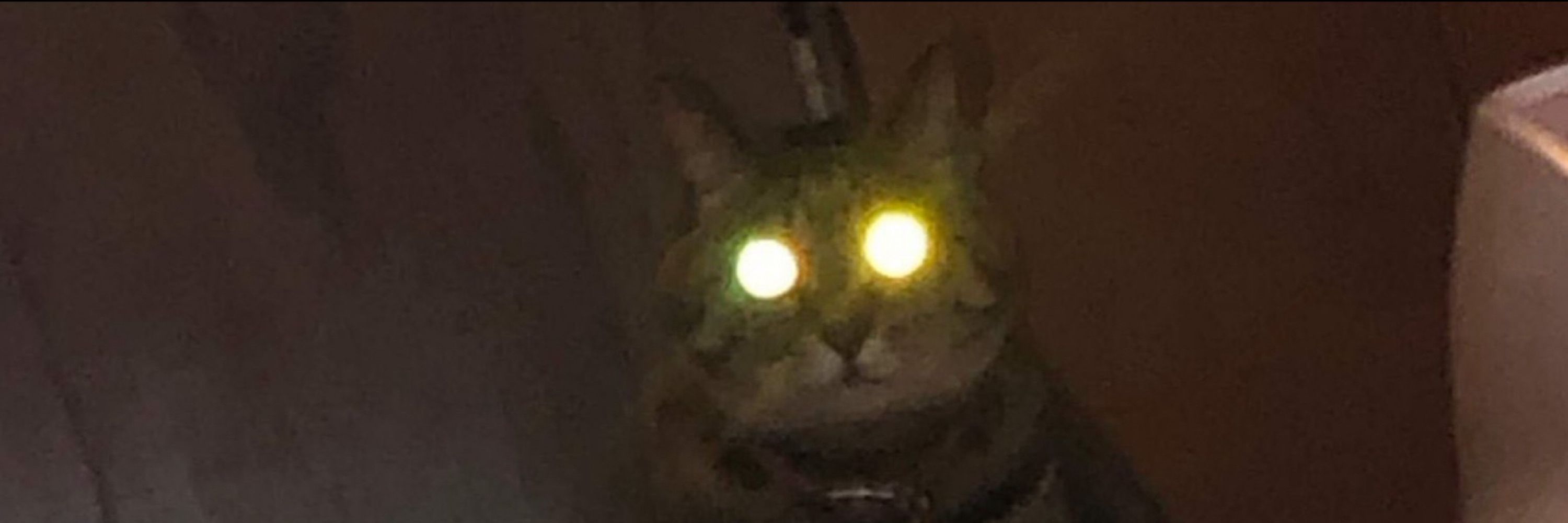 猫星ニコ