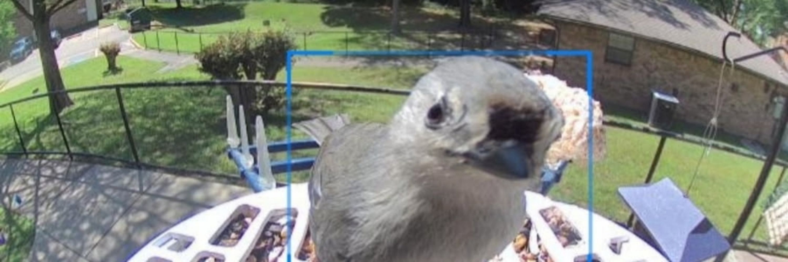 possum warbler