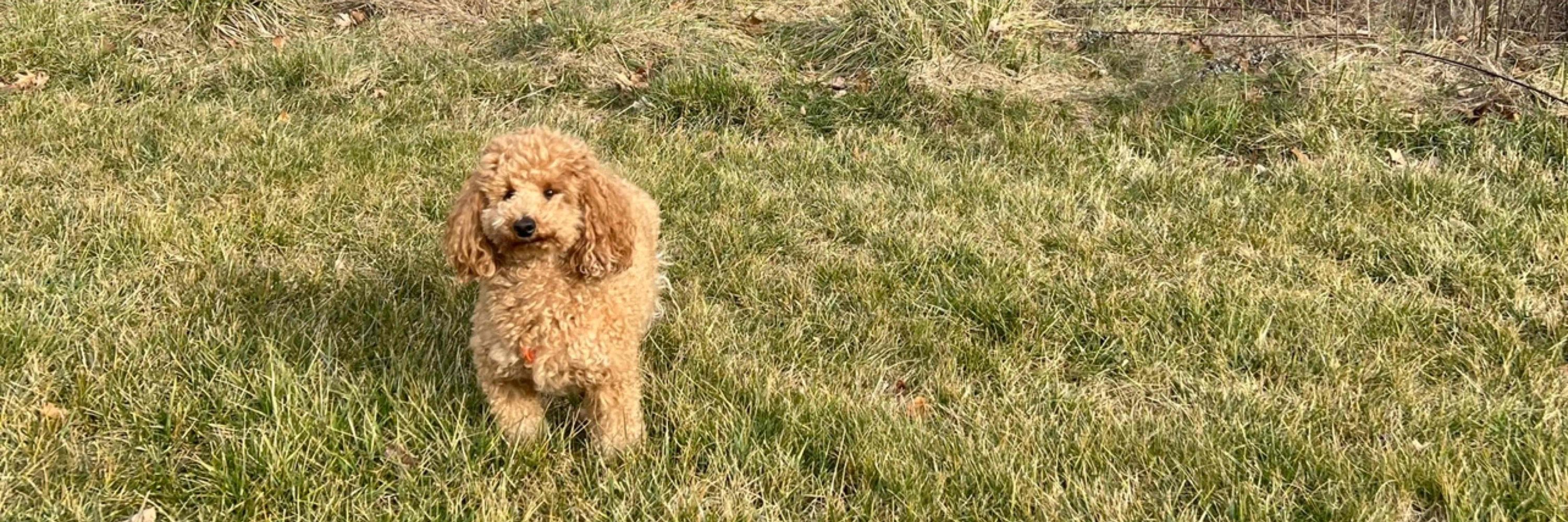Maya 