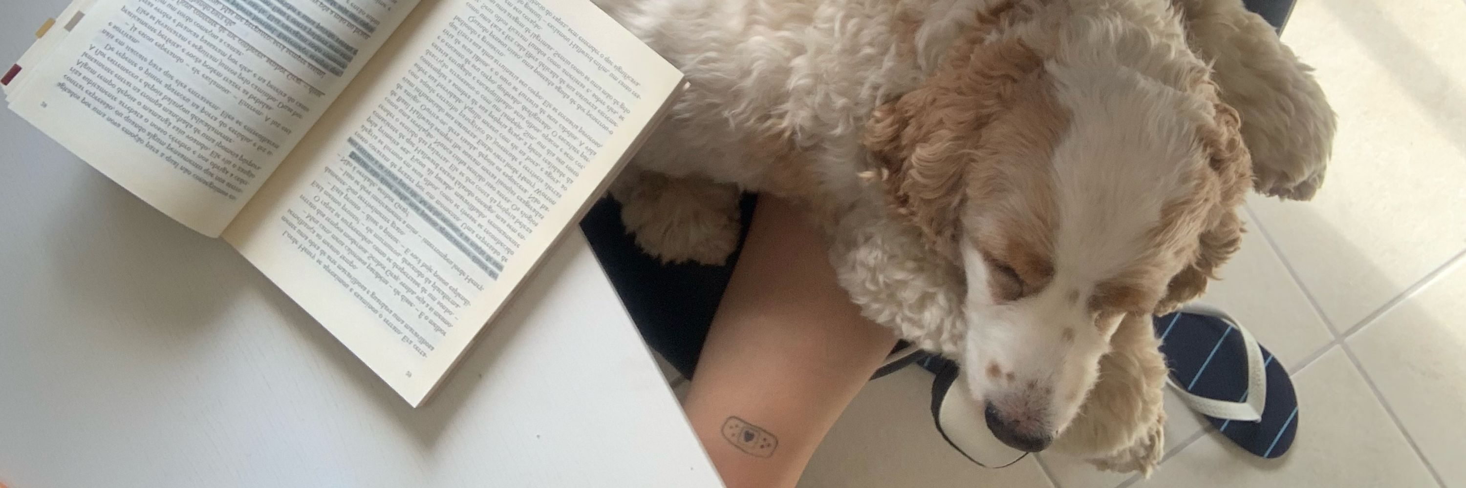fezoca | 📖 lendário