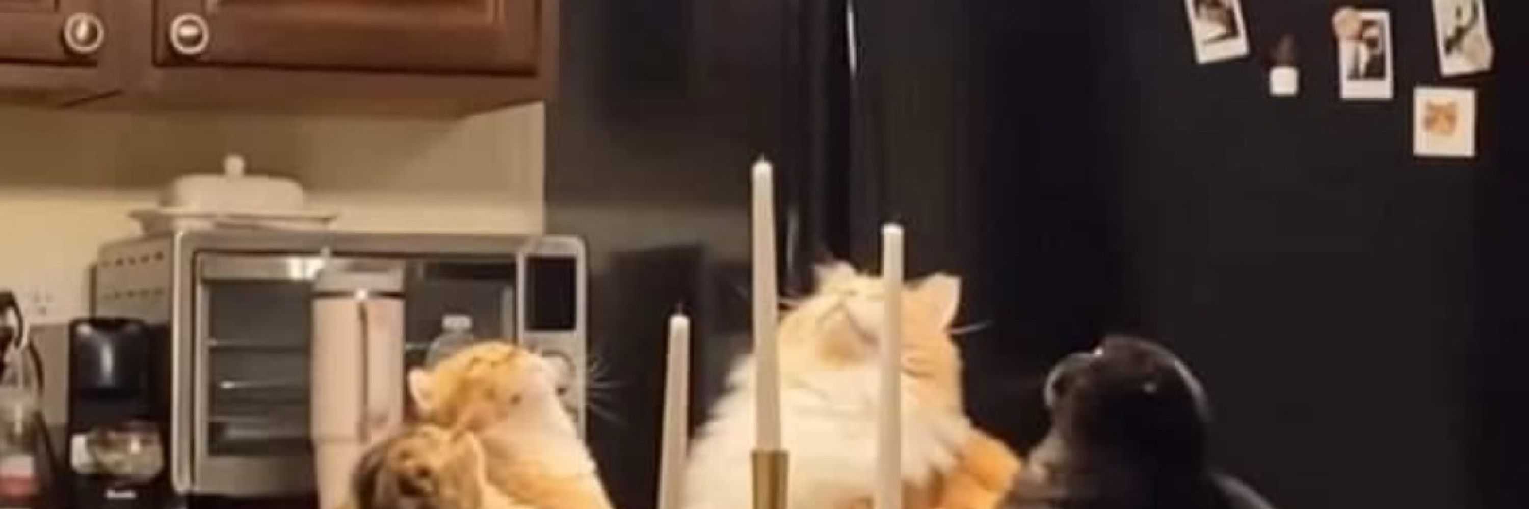 🦋 Cat Supremacist 🦋