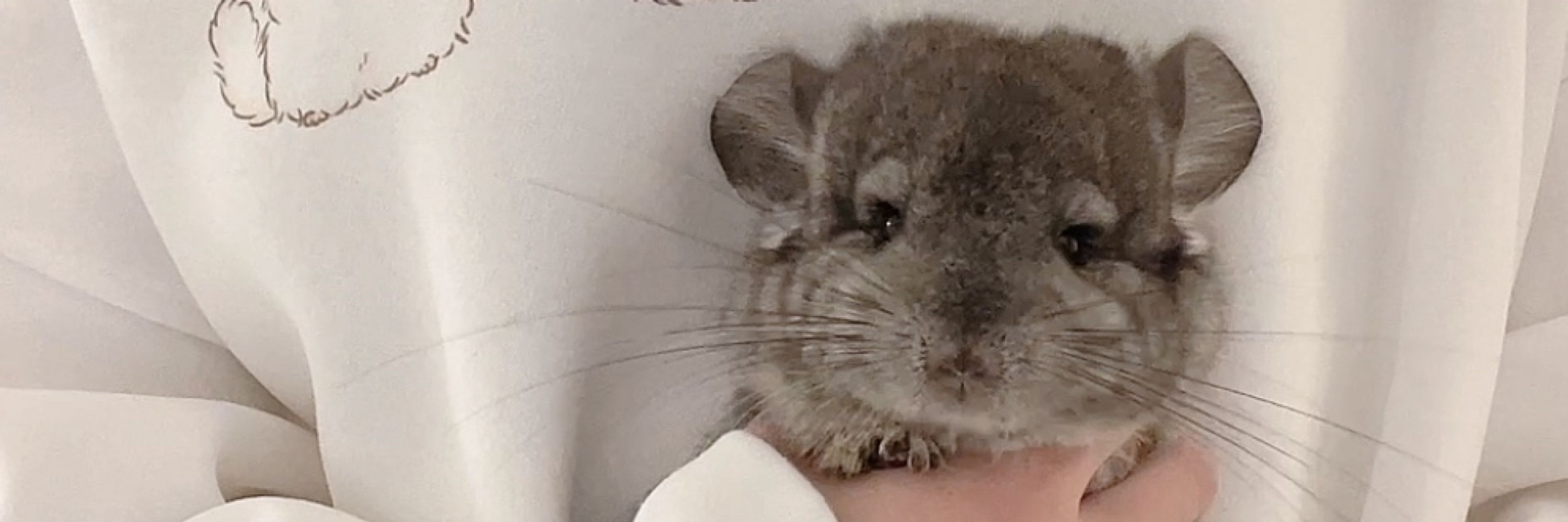 はうゆに🐭