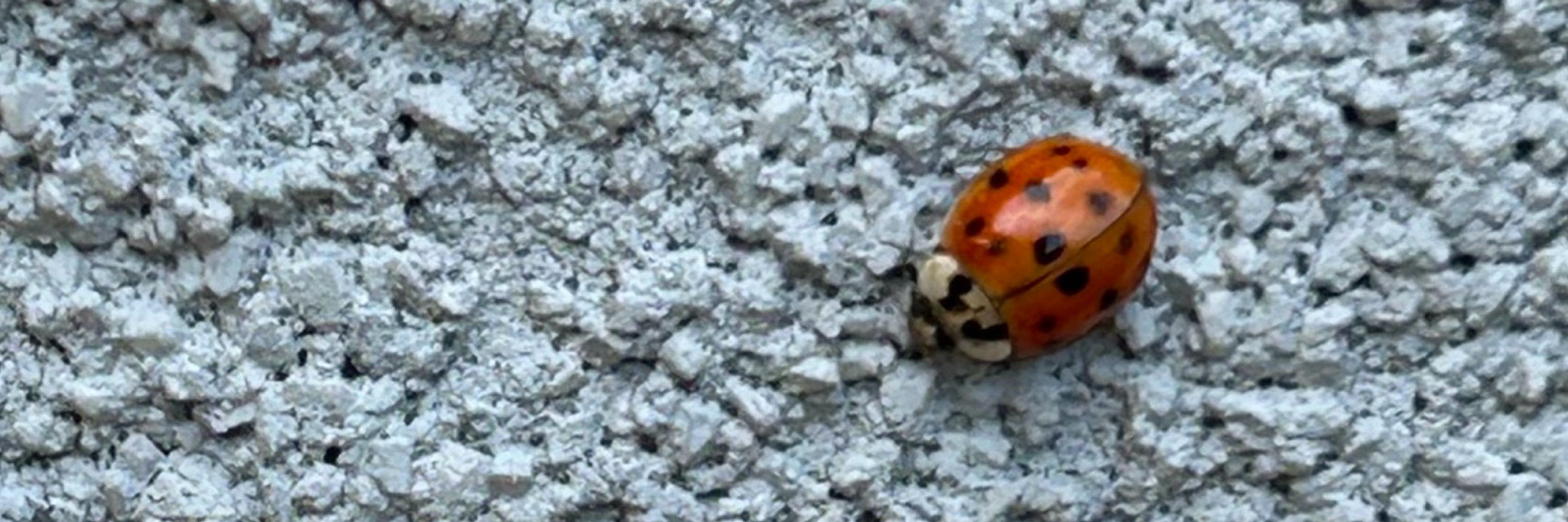 Helaina 🐞🤷‍♀️😎
